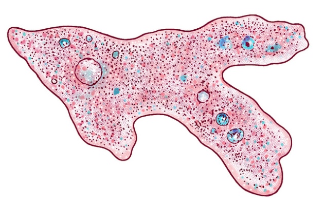 An amoeba